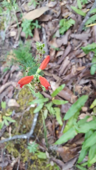 Lamourouxia multifida, photographed by Eugenio Padilla
