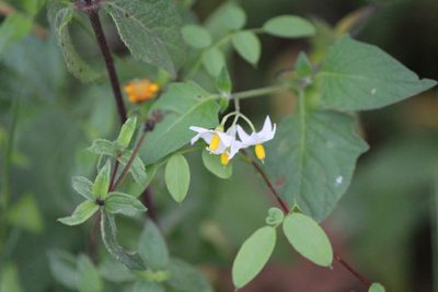 Solanum nigrescens, photographed by José Belem Hernández Díaz