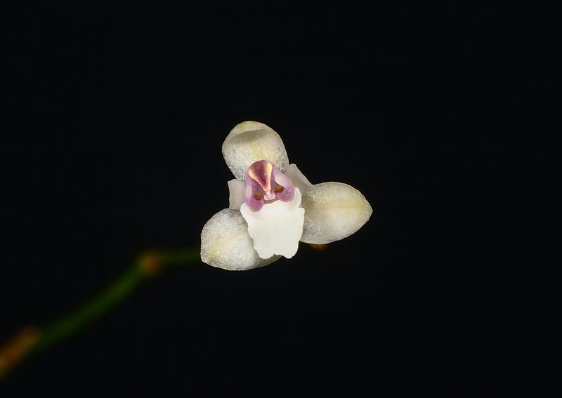 Sirhookera lanceolata, photographed by S.MORE