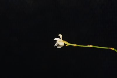 Sirhookera lanceolata, photographed by S.MORE