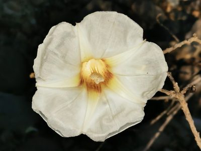 Ipomoea murucoides, photographed by Juan Carlos Pérez Magaña