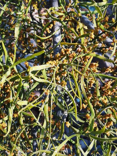 Phoradendron carneum, photographed by Juan Carlos Pérez Magaña