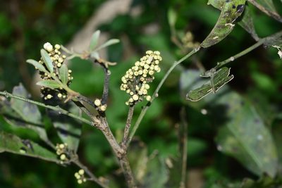 Glycosmis pentaphylla, photographed by S.MORE