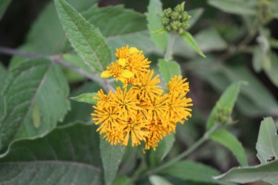 Verbesina serrata, photographed by José Belem Hernández Díaz