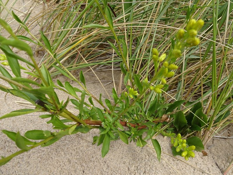 Solidago gillmanii, photographed by Thomas Koffel