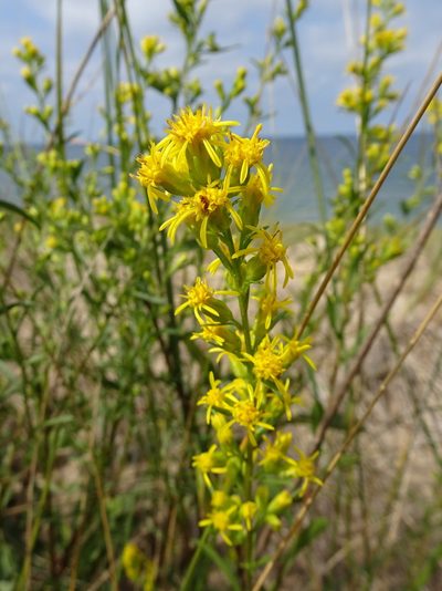 Solidago gillmanii, photographed by Thomas Koffel