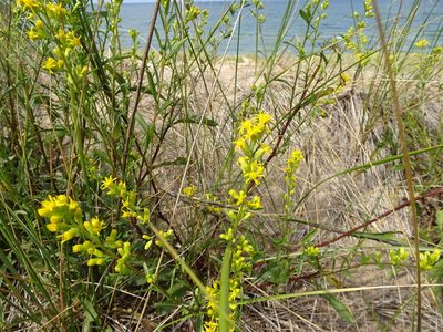 Solidago gillmanii, photographed by Thomas Koffel