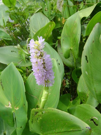 Pontederia sagittata, photographed by Tereso Hernández Morales