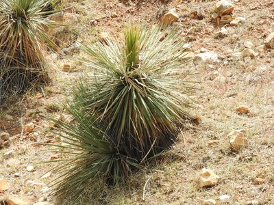 Dasylirion acrotrichum, photographed by Oscar Alejandro Morales Juárez