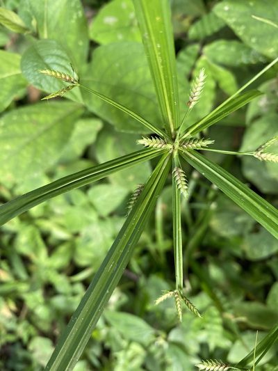 Cyperus laxus, photographed by Grete Pasch