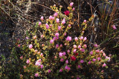 Lampranthus stipulaceus, photographed by Tony Rebelo