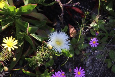 Skiatophytum tripolium, photographed by Tony Rebelo
