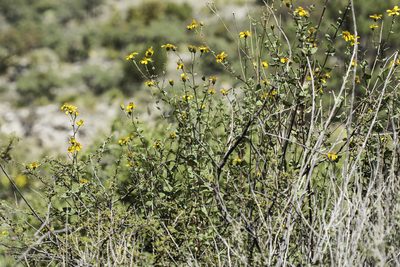 Aldama cordifolia, photographed by Craig Martin