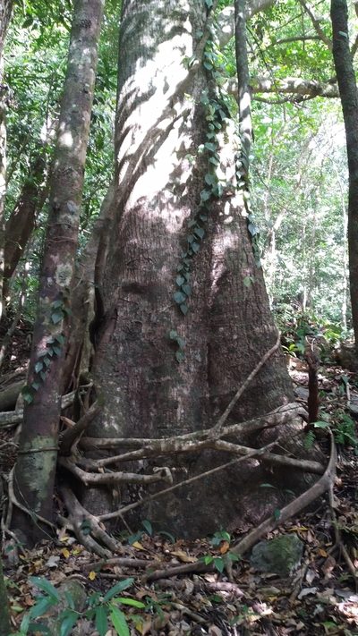 Palaquium galactoxylum, photographed by Steve Fitzgerald