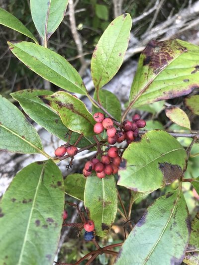 Viburnum cassinoides, photographed by Laura Clark