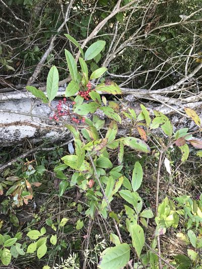Viburnum cassinoides, photographed by Laura Clark
