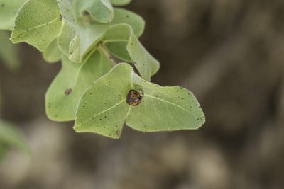 Lonicera arizonica, photographed by Craig Martin