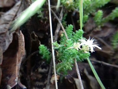 Sedum moranense, photographed by IA braham