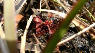 Drosera communis, photographed by Jean Martins
