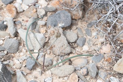 Androstephium breviflorum, photographed by Dominic Gentilcore