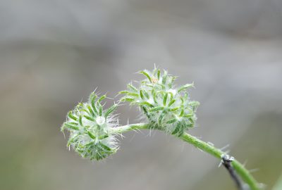 Cryptantha nevadensis, photographed by Dominic Gentilcore
