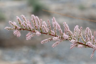 Tamarix chinensis, photographed by Dominic Gentilcore