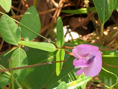 Strophostyles umbellata, photographed by Alison Northup