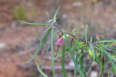 Eremophila longifolia, photographed by dhfischer