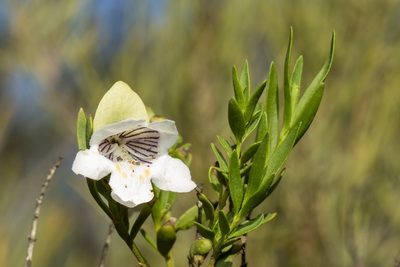 Prostanthera striatiflora, photographed by dhfischer