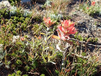 Castilleja elmeri, photographed by John Brew