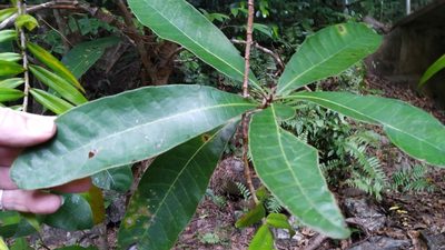 Semecarpus australiensis, photographed by Steve Fitzgerald