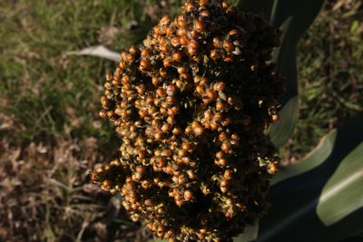 Sorghum bicolor, photographed by Jake Rehage