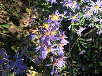 Symphyotrichum shortii, photographed by ubuntu