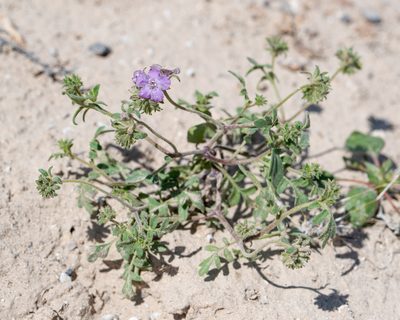Phacelia vallis-mortae, photographed by Dominic Gentilcore