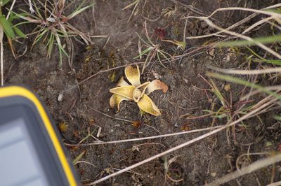 Pterostylis tristis, photographed by Paula Greer