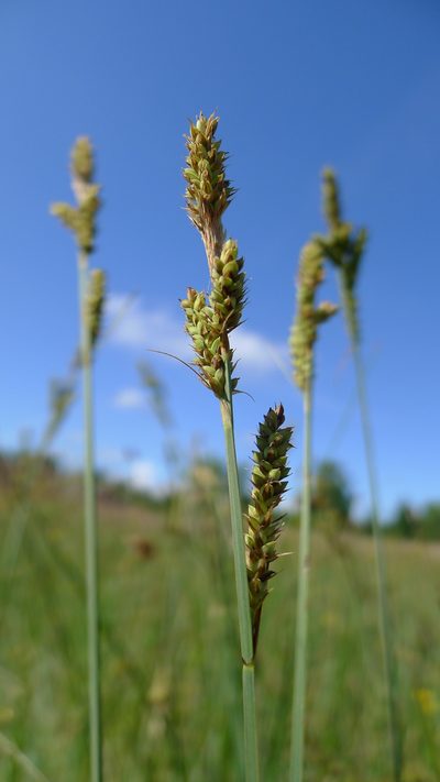 Carex hartmaniorum, photographed by Sigitas Juzėnas