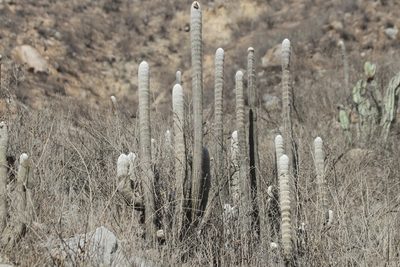 Espostoa melanostele, photographed by capacoscar