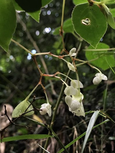 Begonia holtonis, photographed by Nicolás Baresch Uribe