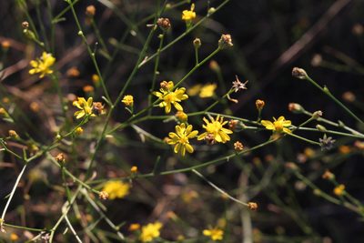 Gutierrezia texana, photographed by Jake Rehage