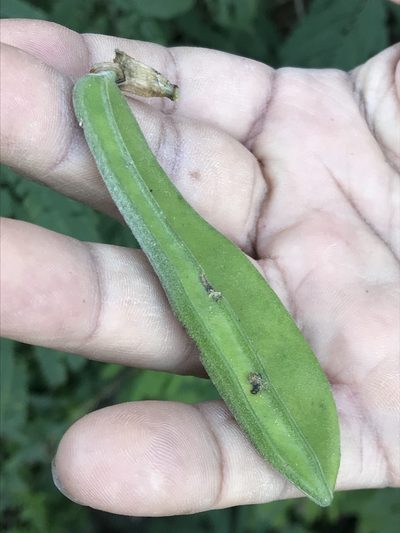 Gonolobus erianthus, photographed by Adriana Nelly Correa Sandoval