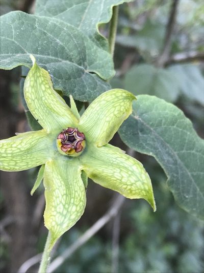 Gonolobus erianthus, photographed by Adriana Nelly Correa Sandoval