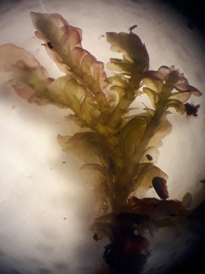Syzygiella tasmanica, photographed by Leon Perrie
