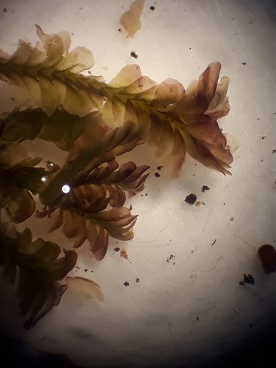 Syzygiella tasmanica, photographed by Leon Perrie