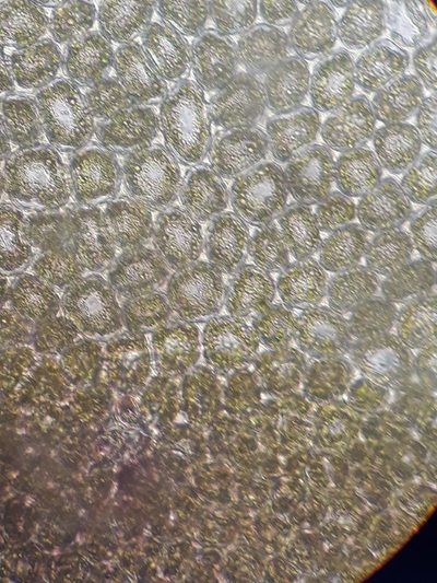 Syzygiella tasmanica, photographed by Leon Perrie