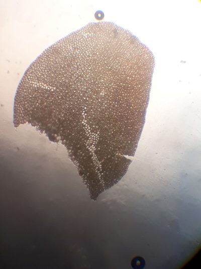 Syzygiella tasmanica, photographed by Leon Perrie