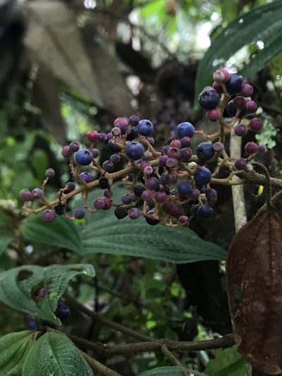 Miconia subseriata, photographed by Nicolás Baresch Uribe
