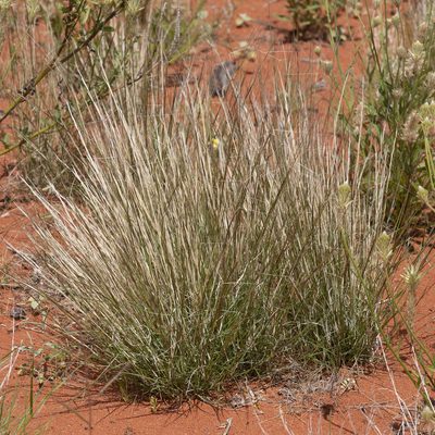 Aristida holathera, photographed by Kym Nicolson