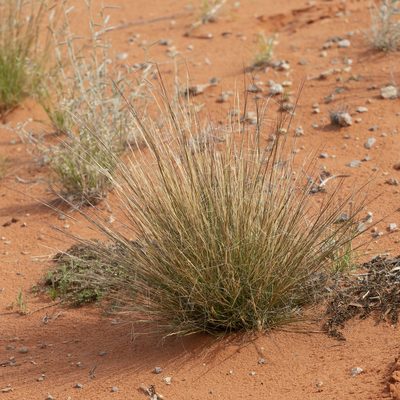 Aristida holathera, photographed by Kym Nicolson