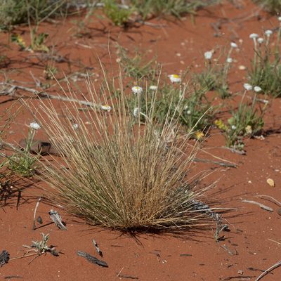 Aristida holathera, photographed by Kym Nicolson