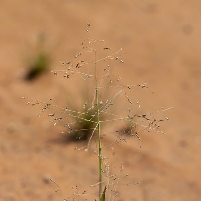 Panicum decompositum, photographed by Kym Nicolson